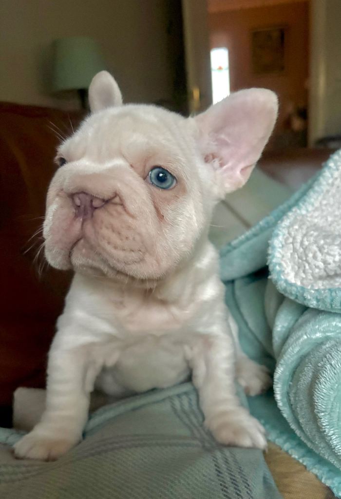 French Bulldog Puppies Ready Now