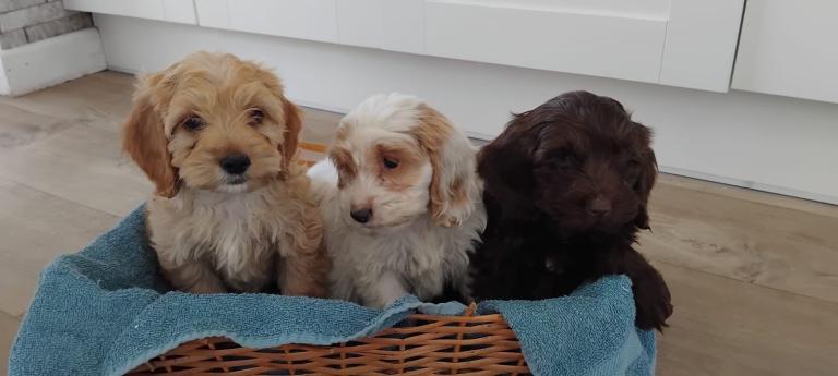 Adorable cockapoo puppies