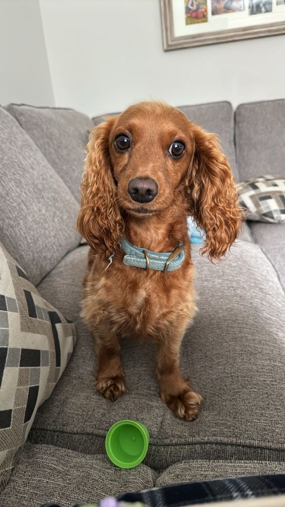 Red ginger cockapoo dog 