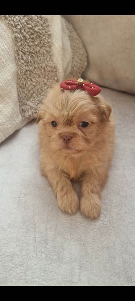 Imperial shih tzu puppy x4