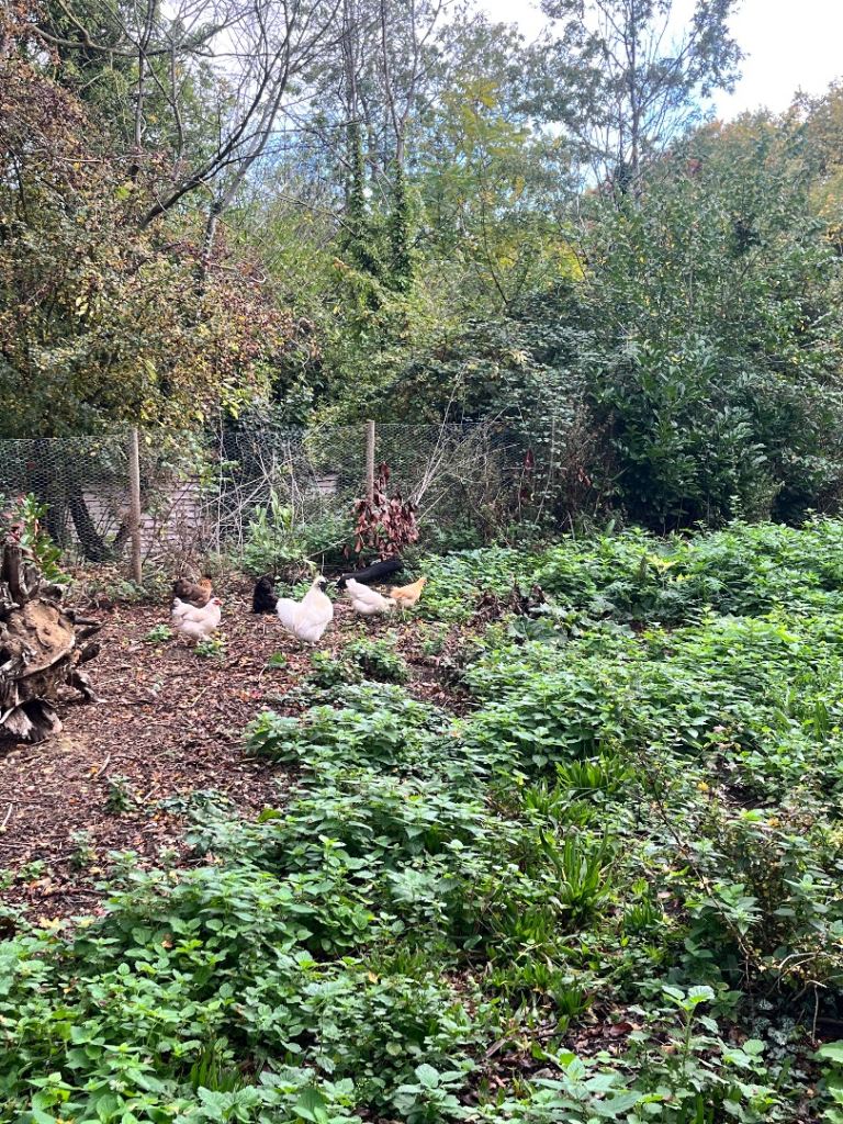 2 cockerels and 5 hens