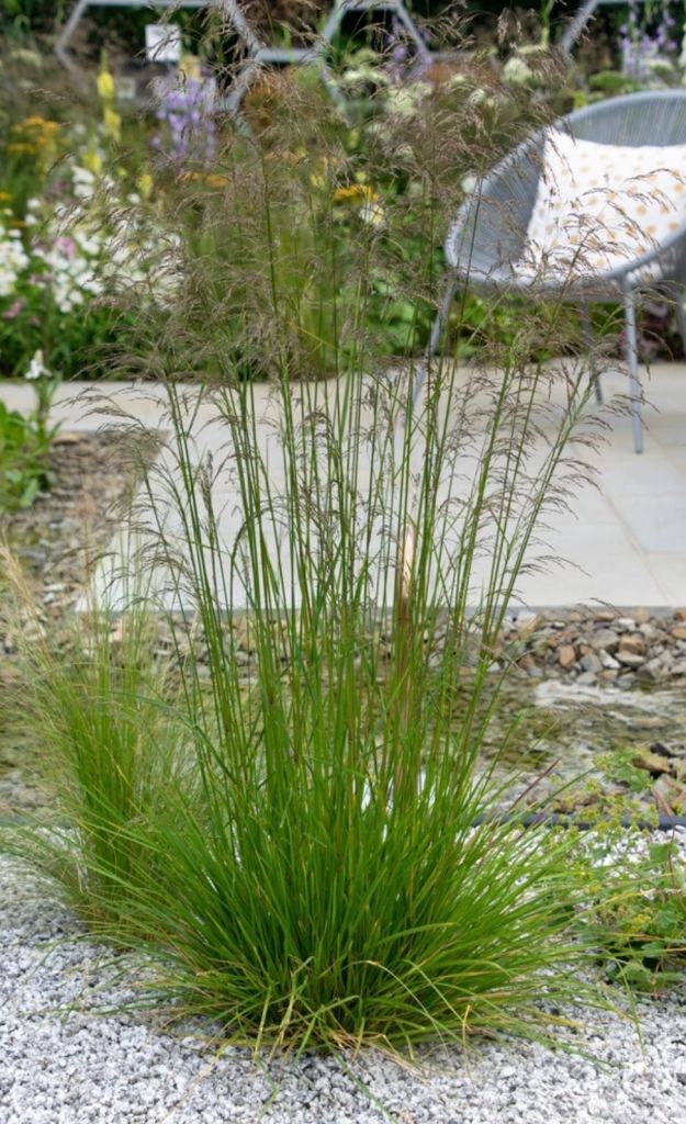 Drought tolerant Deschampsia cespitosa X 7 Tufted hair grass 