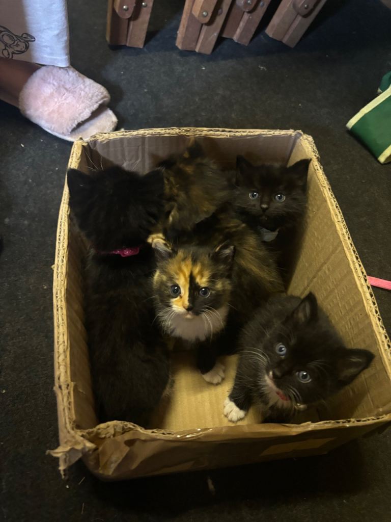 Half ragdoll kittens 