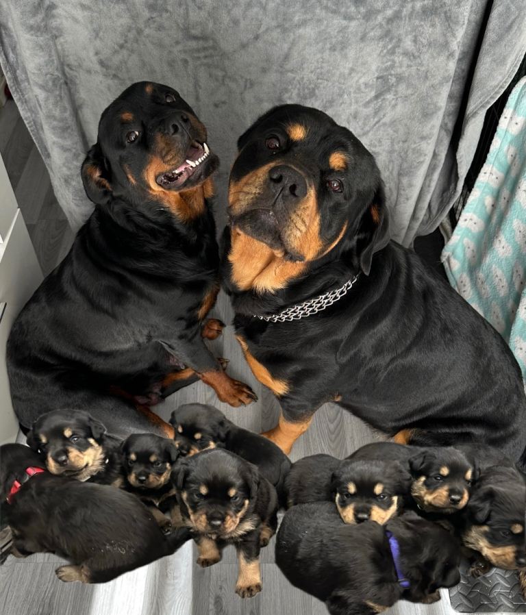 9 Beautiful Rottweiler Puppies - RESERVATION