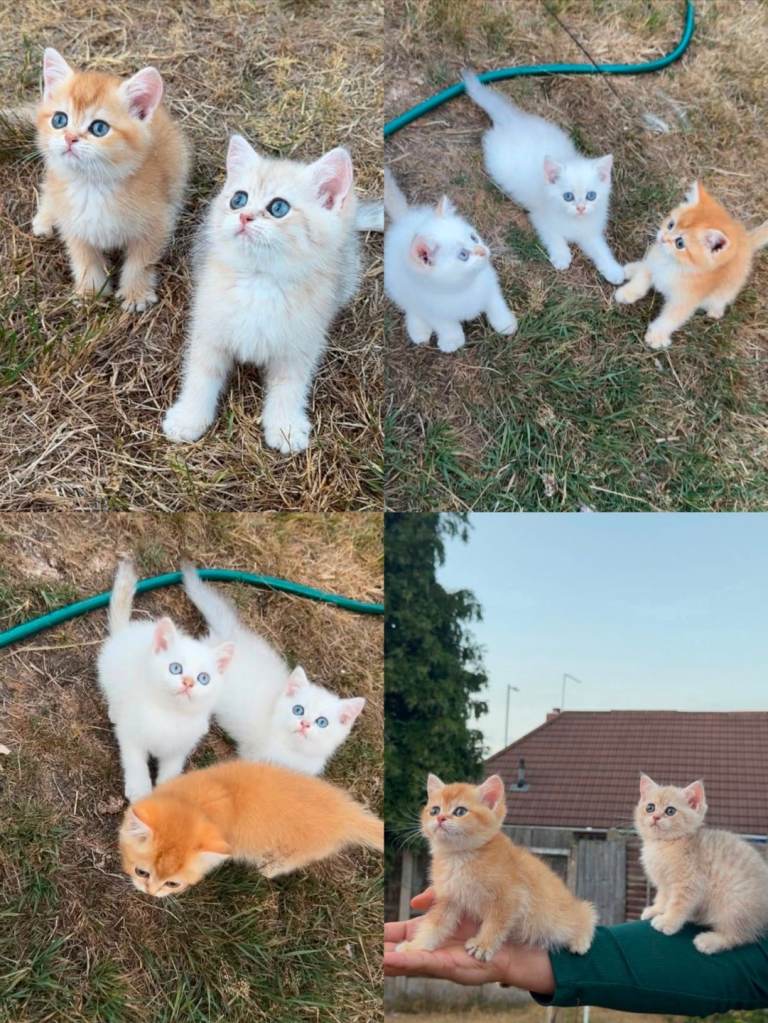 British Shorthair cats