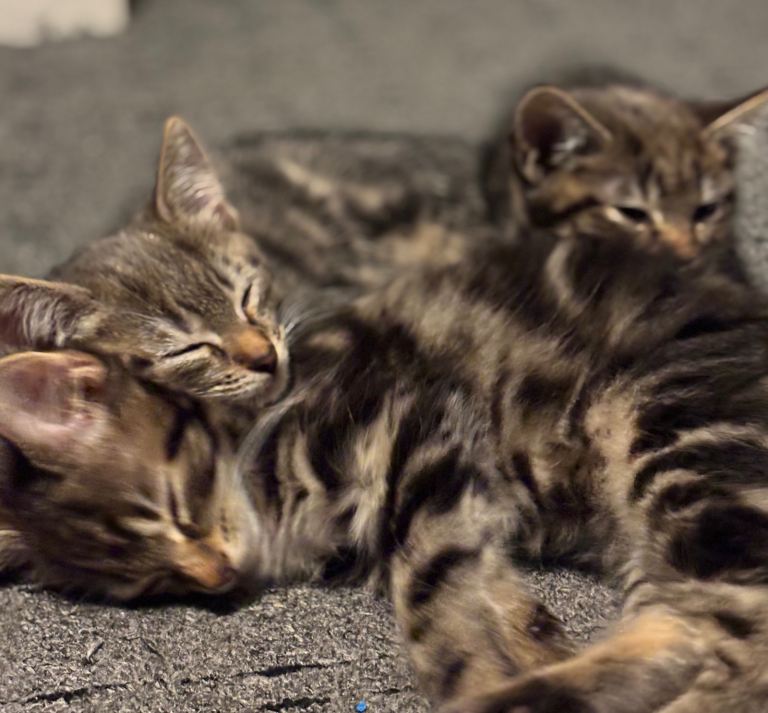 3 Beautiful Kittens For Sale