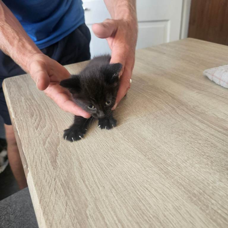 Kitten for sale 