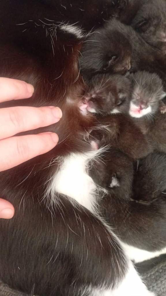 Tucketo cross bengal kittens 