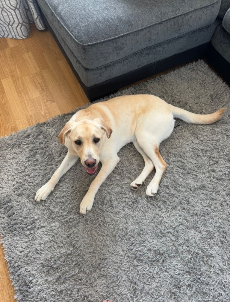10 month old Labrador boy puppy