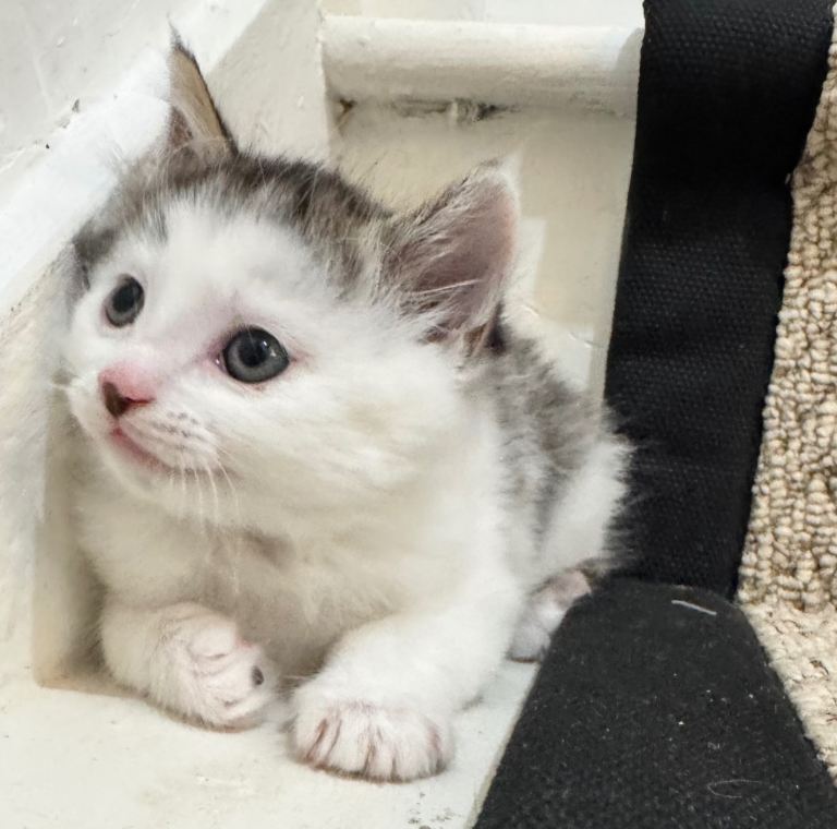 Mixed Maine Coon x Tabby kittens