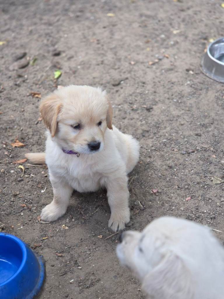 Beautiful Golden retriever puppies