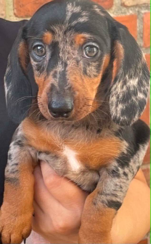 Beautiful miniature dachshund 