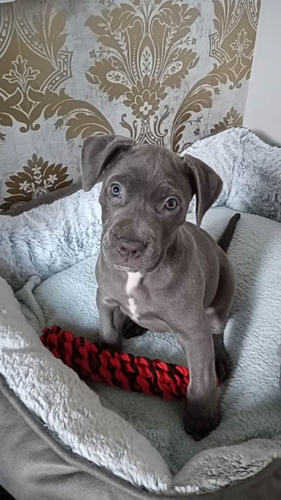 Beautiful Female Grey Cane Corso pup