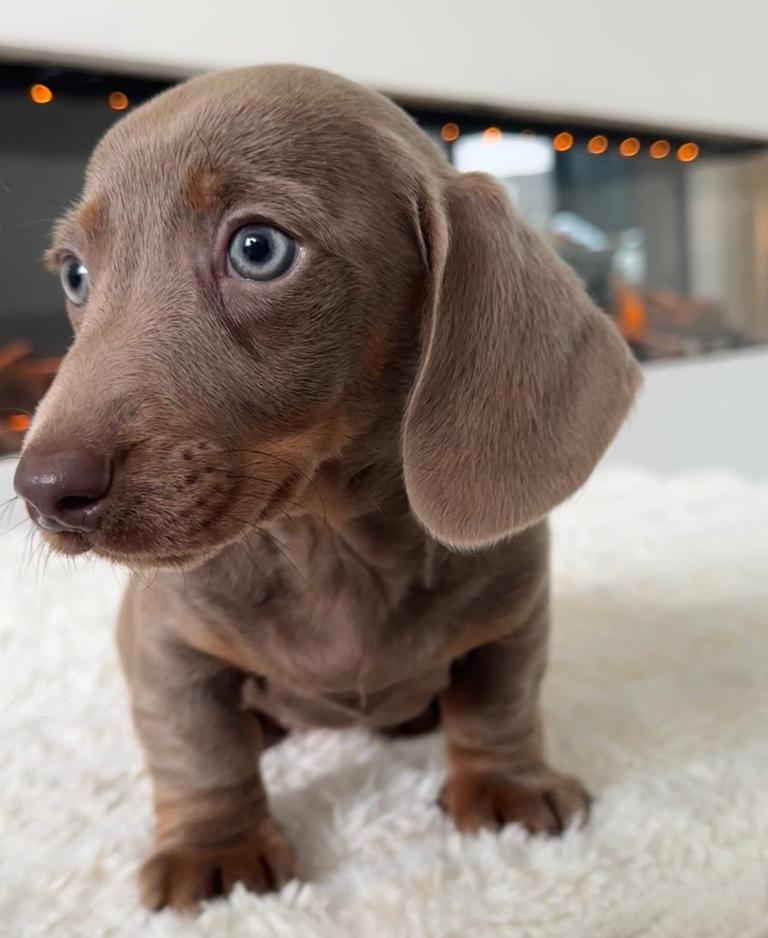 Reduced 1 KC Registered Miniature Dachshund Puppies 
