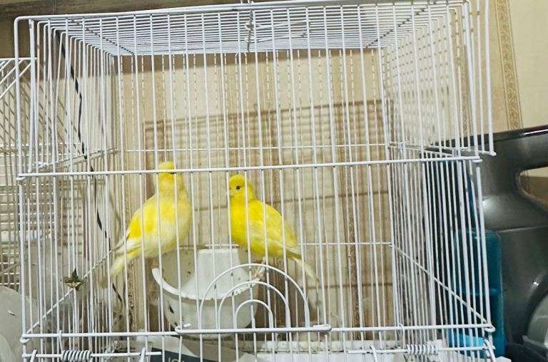 Canaries for sale 20 per One 