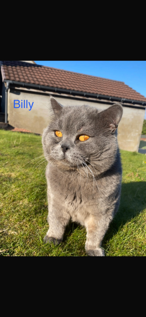 British shorthair 
