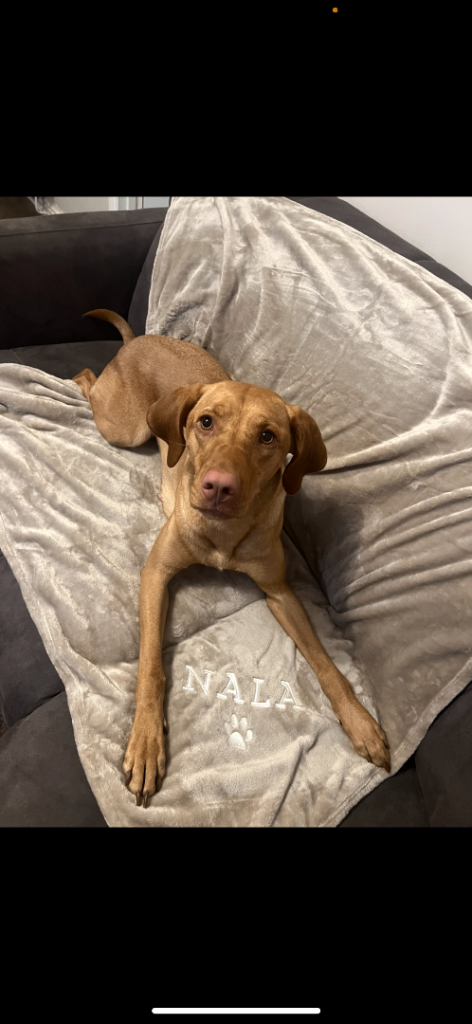 3 Year Old Vizslador