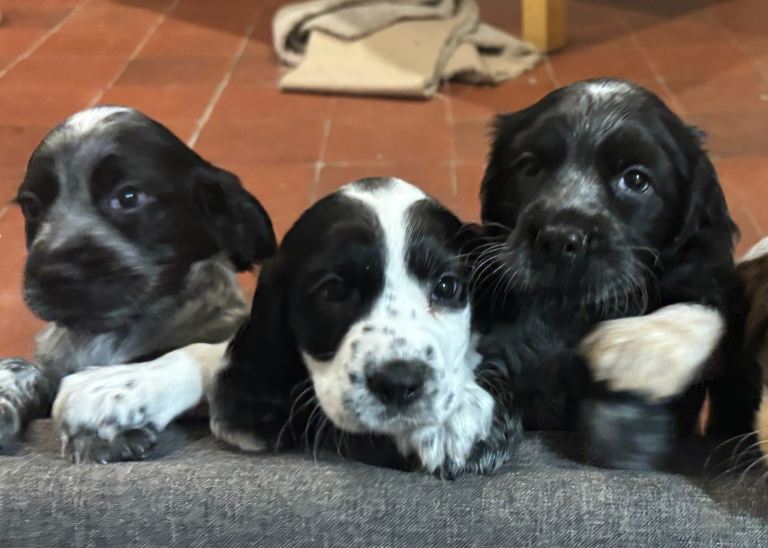 Cocker Spaniel Puppies 
