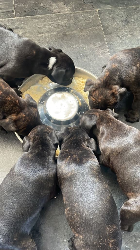 Staffordshire bull terrier 