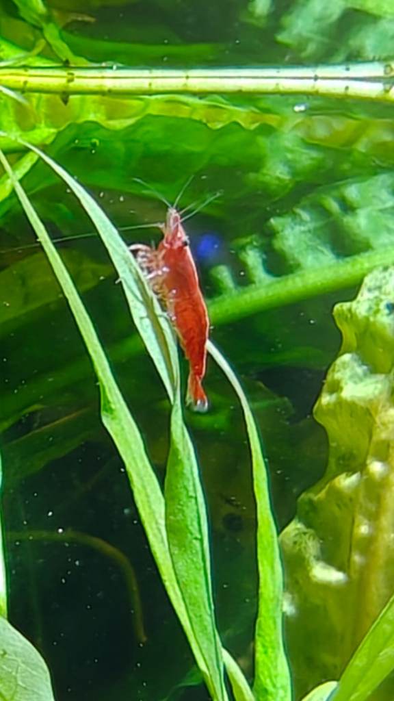 Healthy red cherry shrimp x 10 
