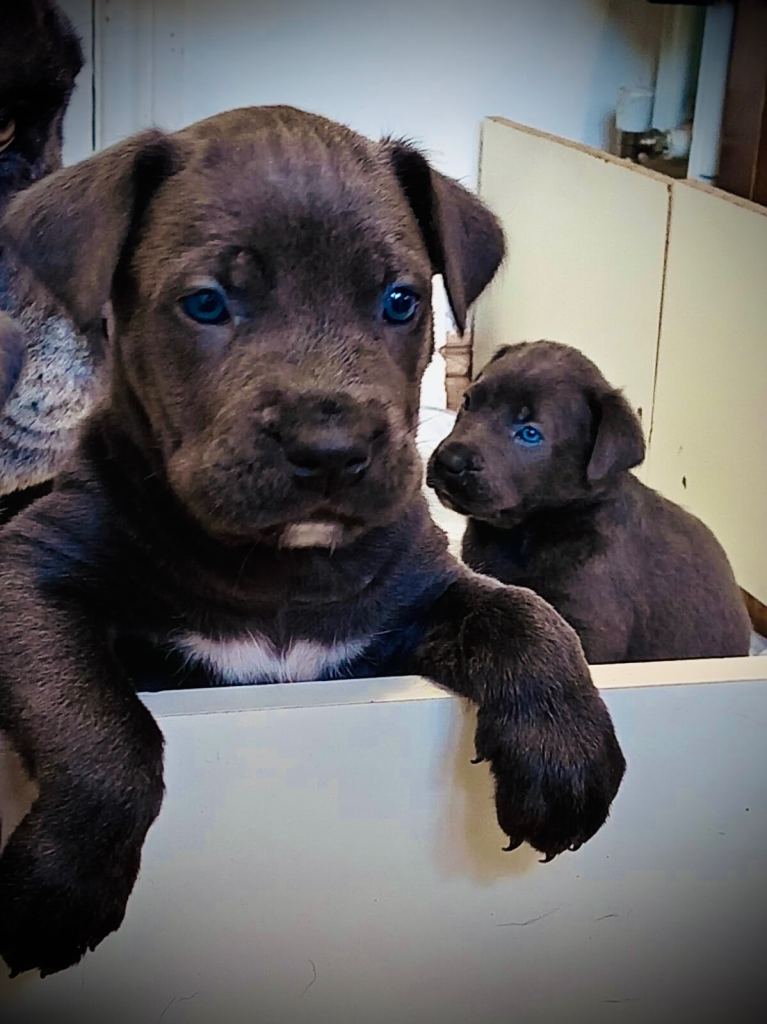 Cane Corso × Belgian Malinois 9 weeks old, ready to leave now, only 3 left  