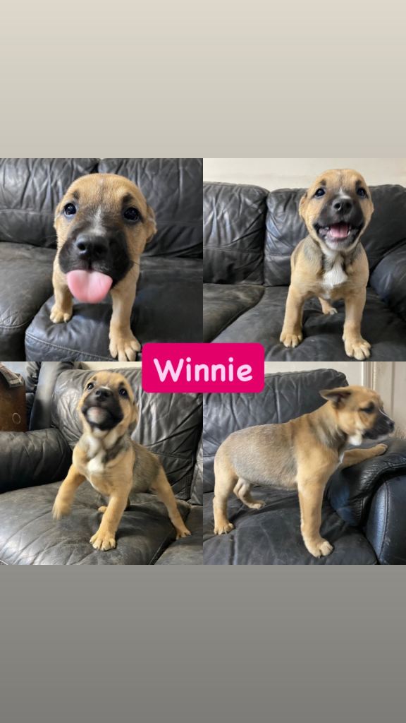 German Shepherd X staff puppies for sale