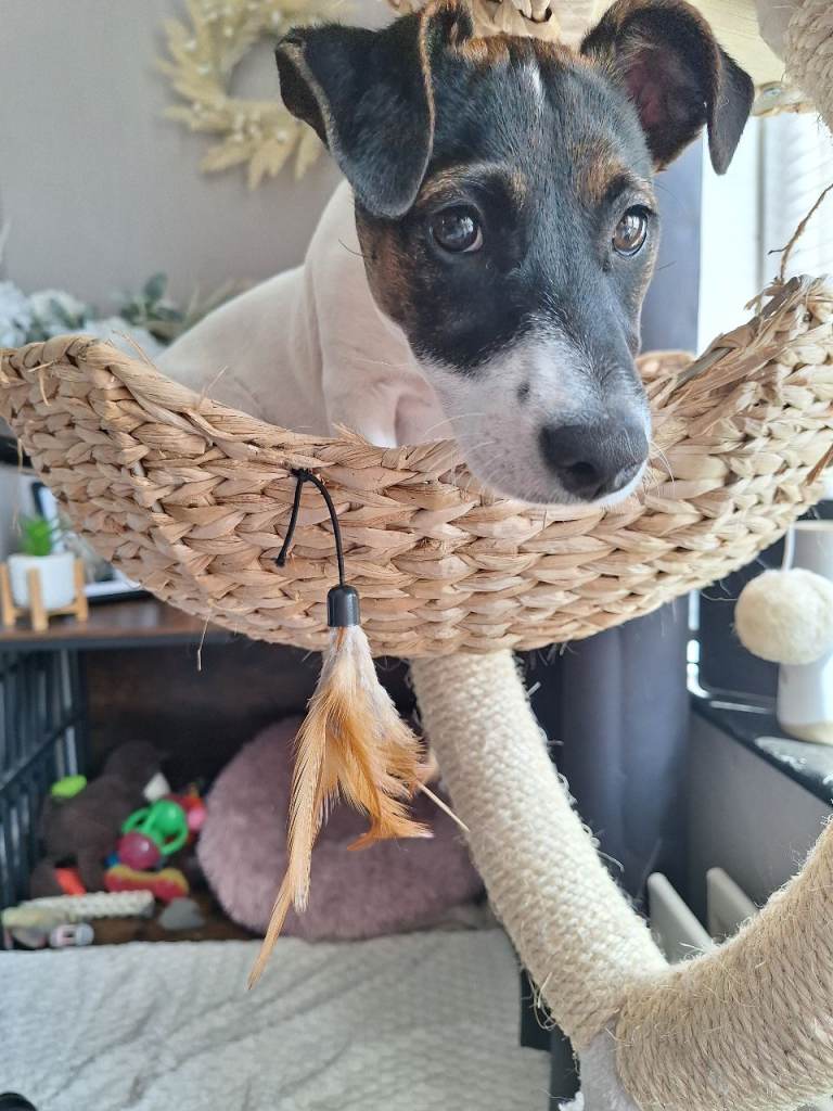 Jack russel
