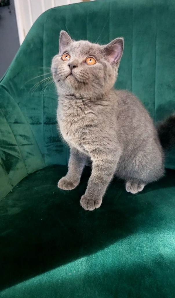 Beautiful Blue British Shorthair Boy 