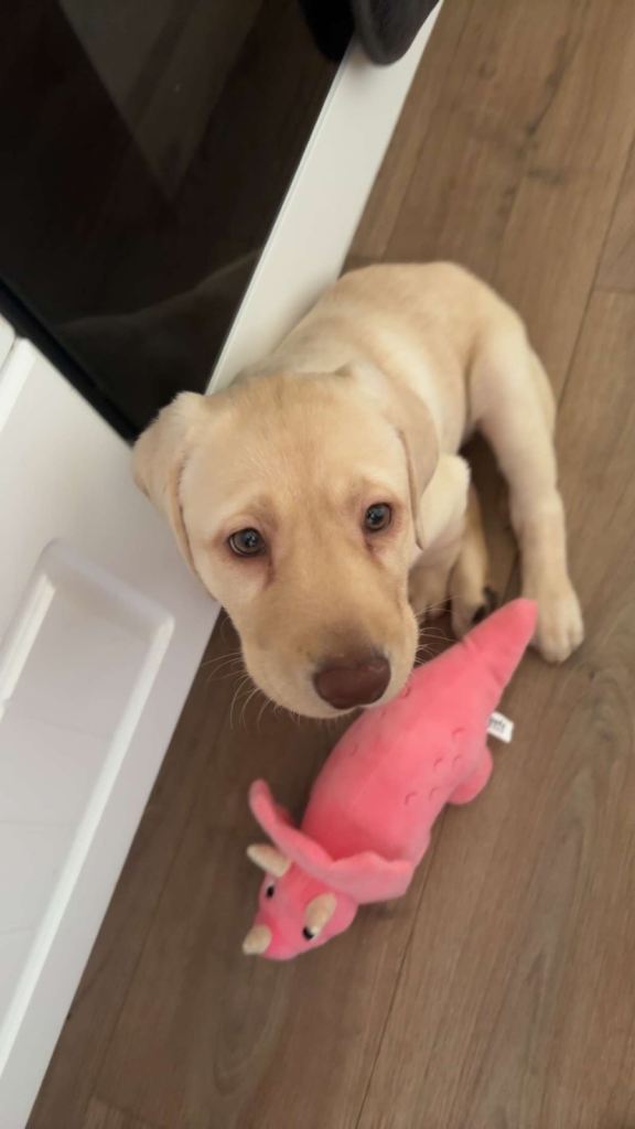 Female Labrador Puppy