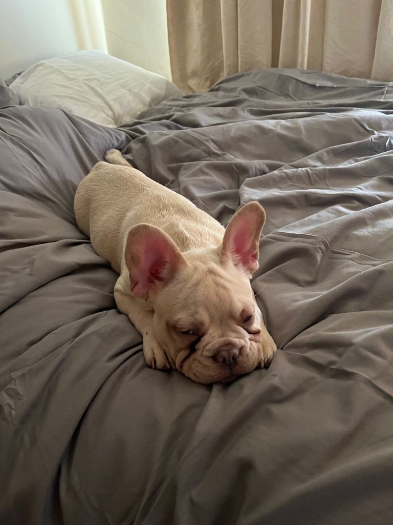 French bulldog pup 