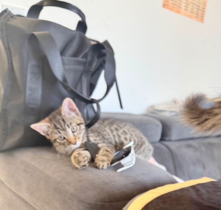 Male kittens 10 weeks old 2 left £50 pound off price if homed together 