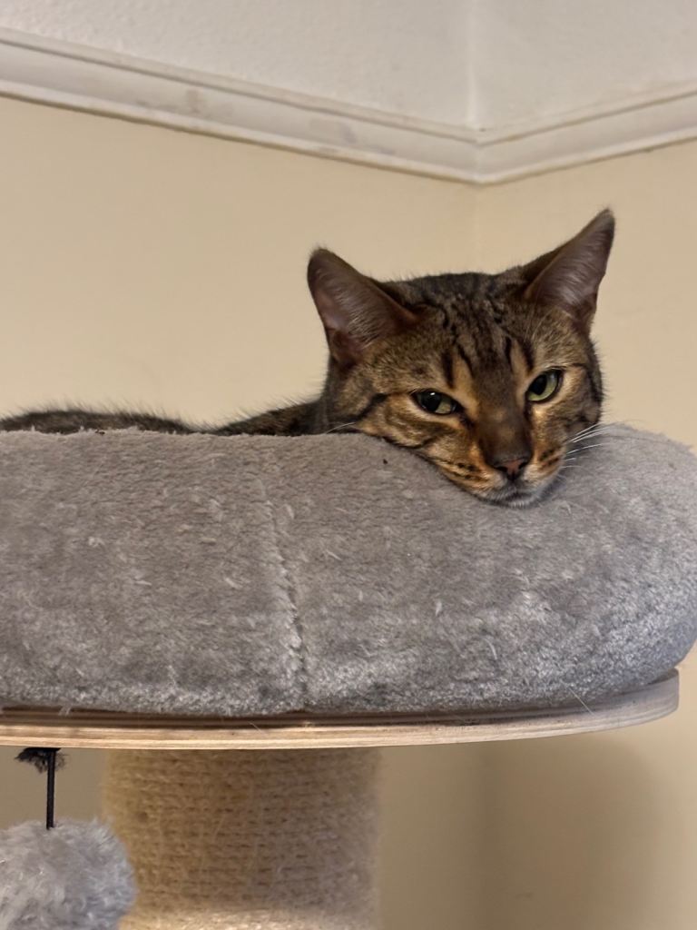 Gorgeous brown spot male kitten 