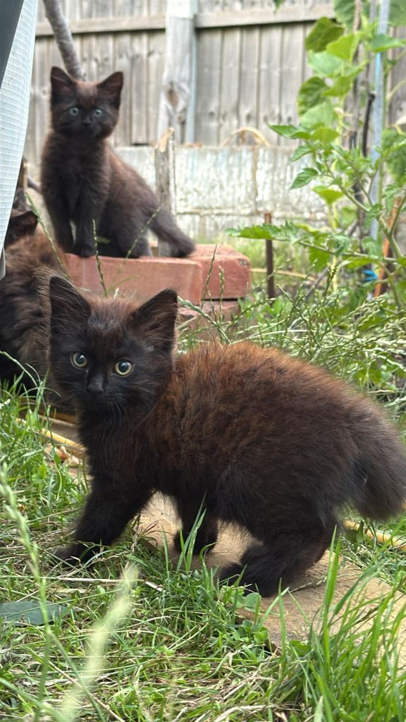 Kitten