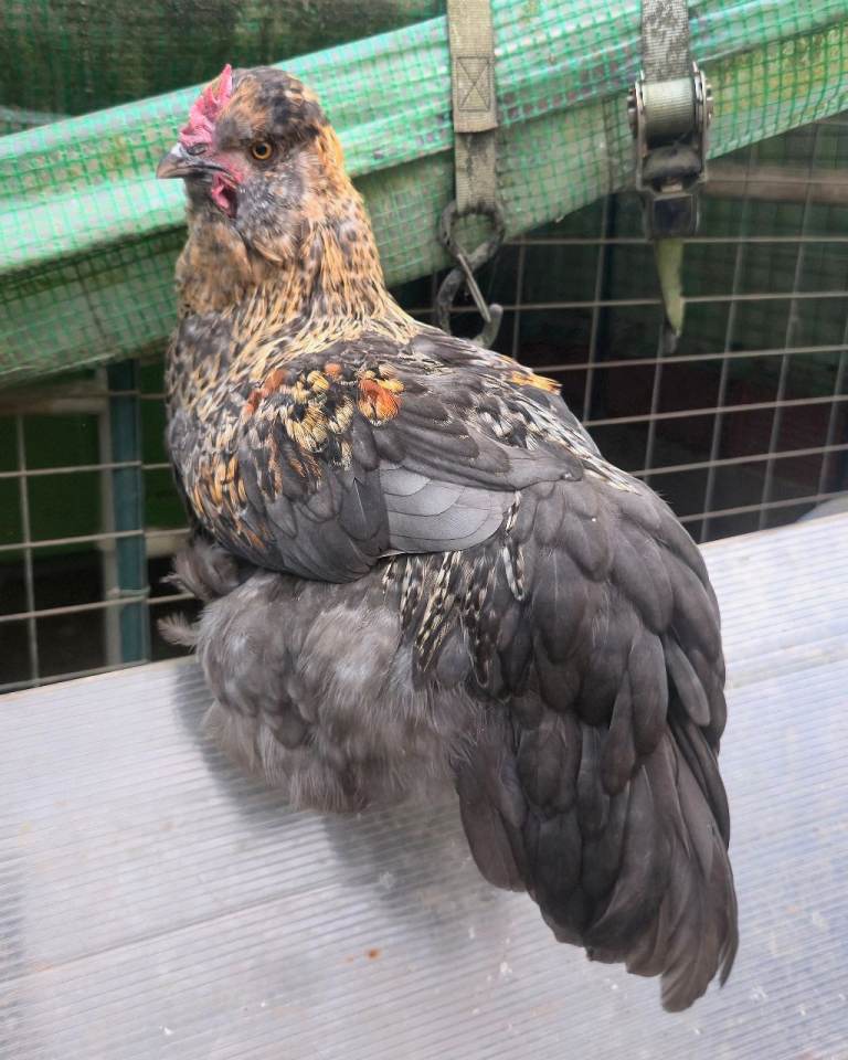 Araucana × Silkie boy
