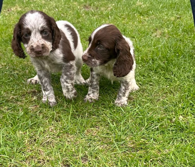 Cockerspaniel pups 