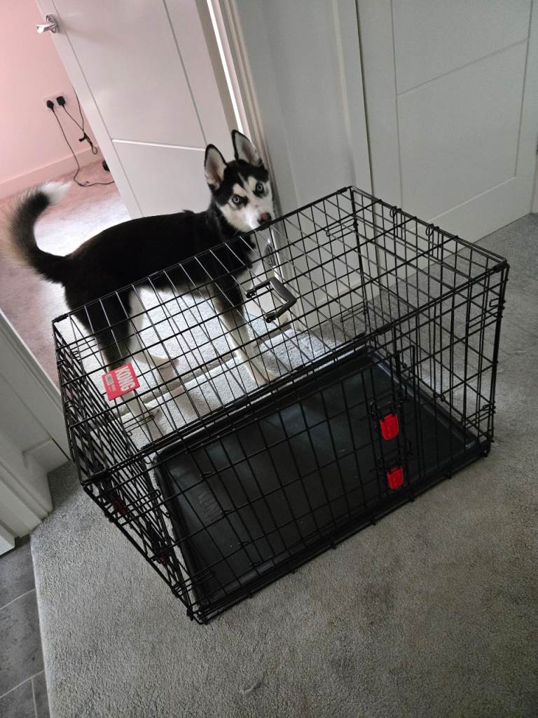Kong medium dog crate