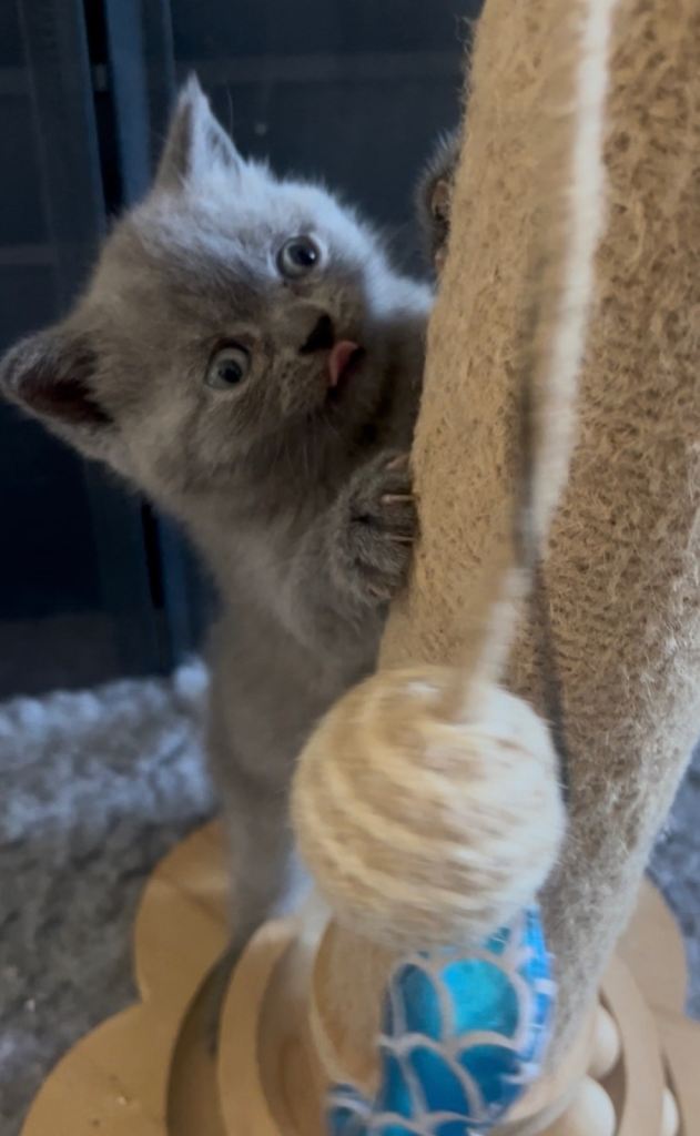 ONLY ONE BOY LEFT - British short hair kittens BSH