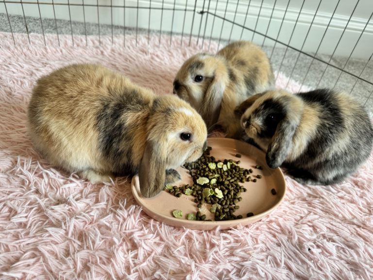 Baby Mini Lop girls - ready now! 