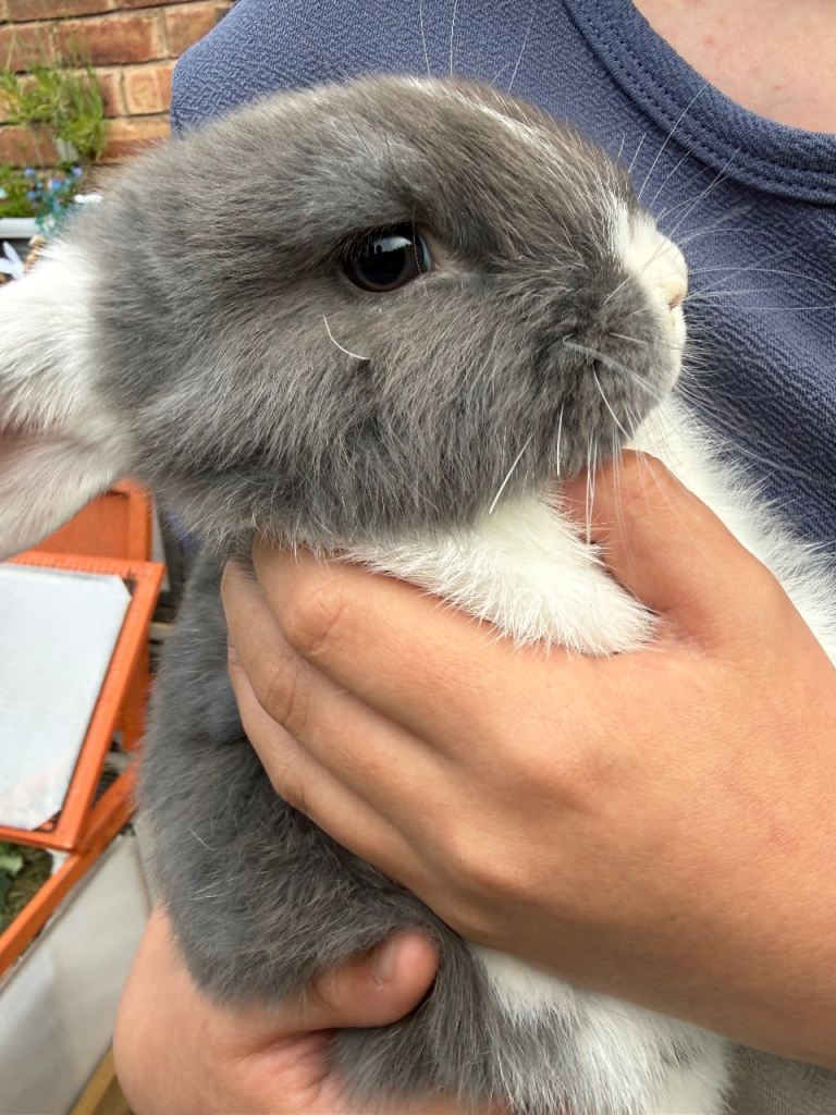 Pure bred mini lop baby bunnies- Ready Now 