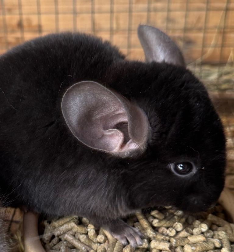 Baby chinchilla