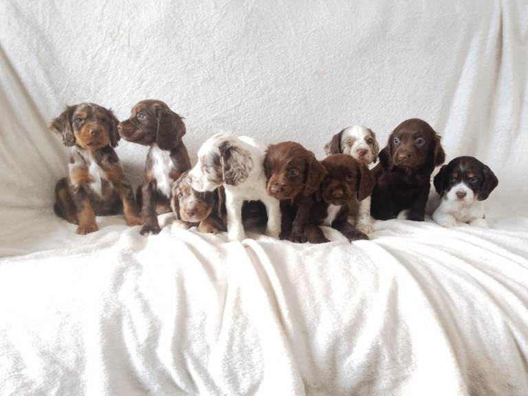 Cocker spaniel puppies