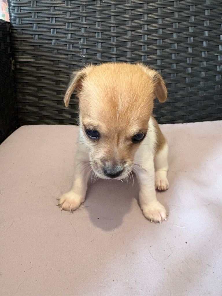 Jack Russell x Chihuahua