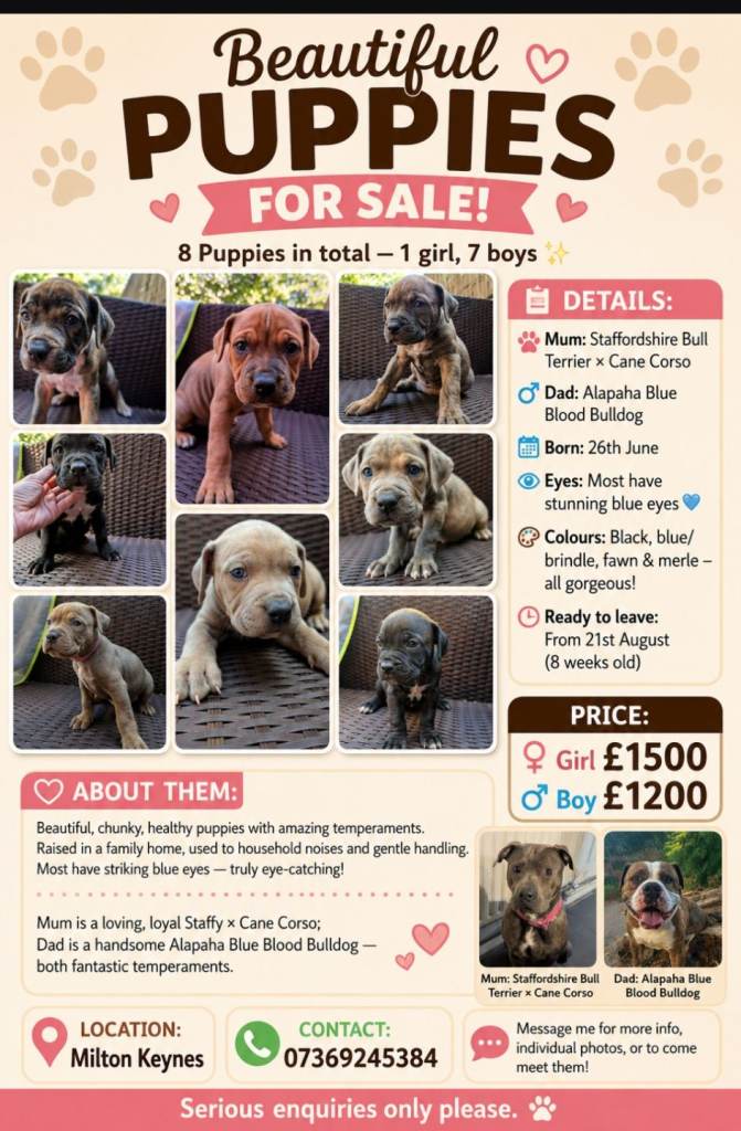 Puppies for sale staffy cross bulldog