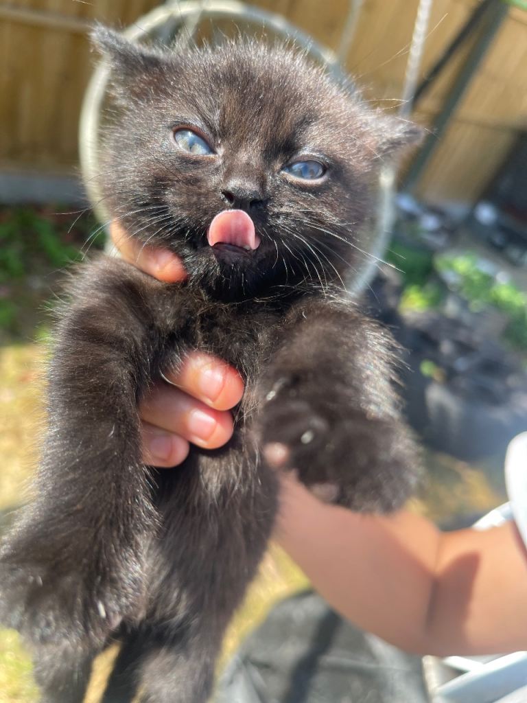 Stunning Kittens - Mixed Tabby and Ghost Tabbys