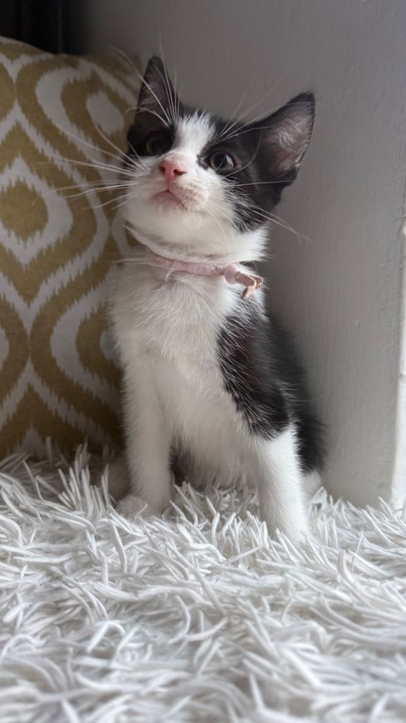 Kittens 