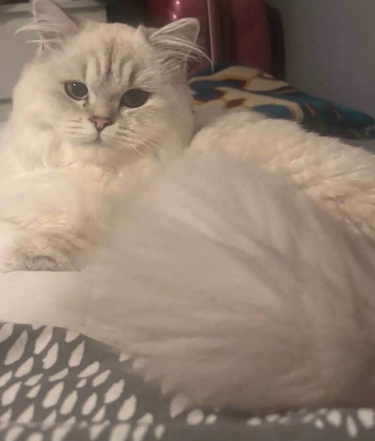 Longhaired blue golden point 15 months old