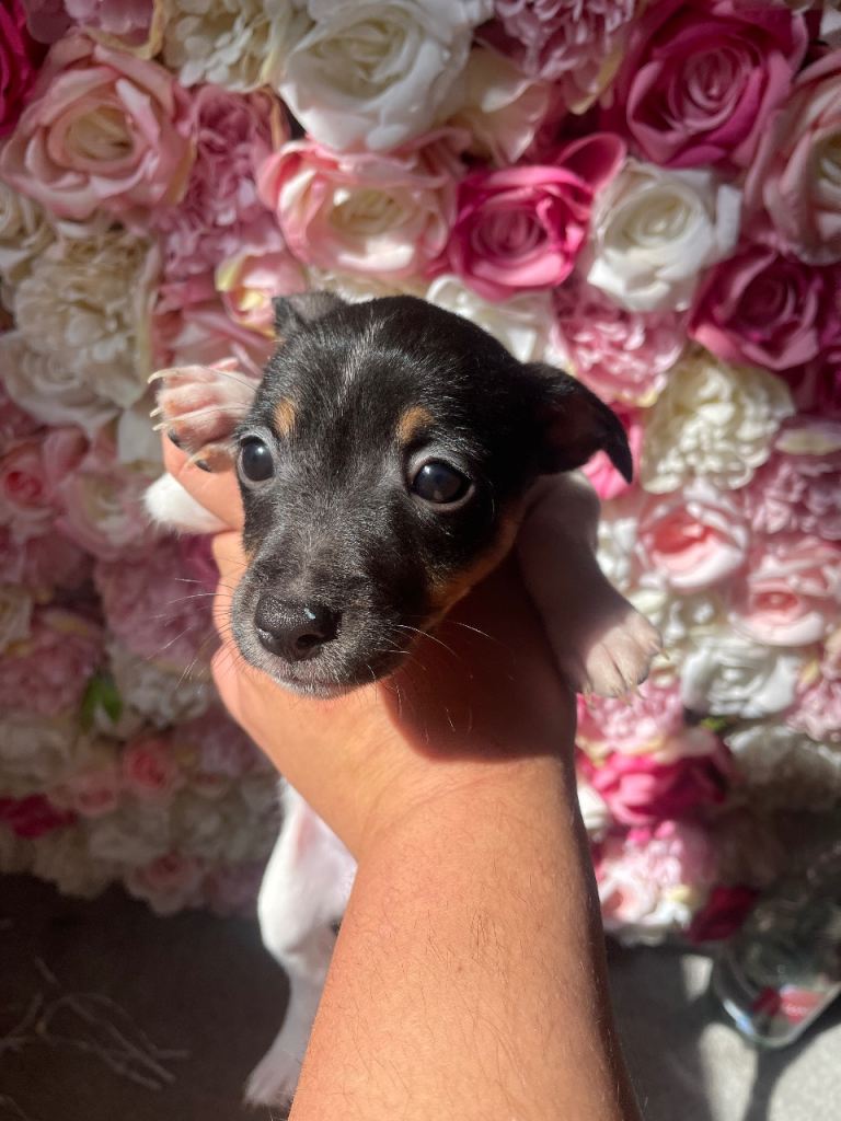 Jack Russell puppys
