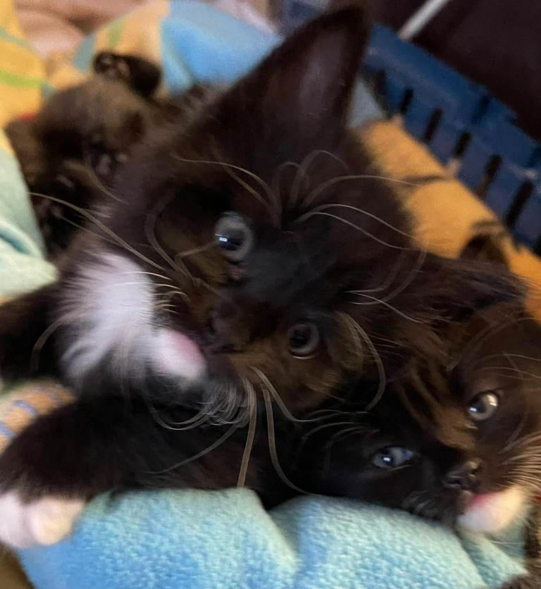 4x Kittens for Sale
