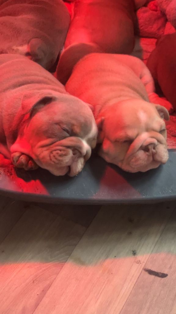 english bulldogs