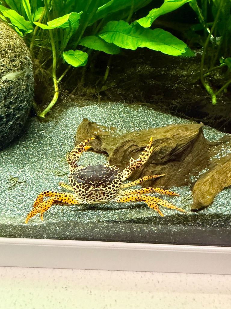 Free Panther Crab (fresh water)